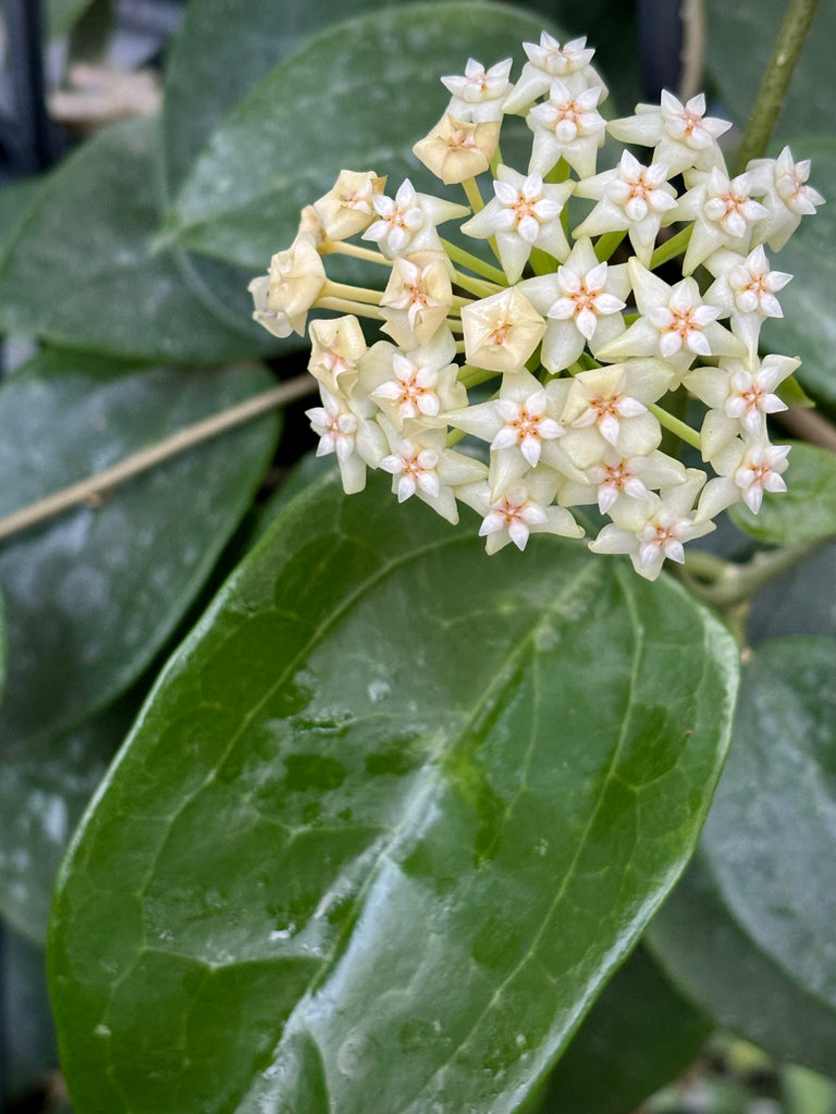 Hoya verticillata (Chiang Mai) H23