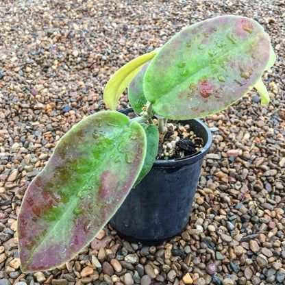 Hoya magnifica IML 0152 H108