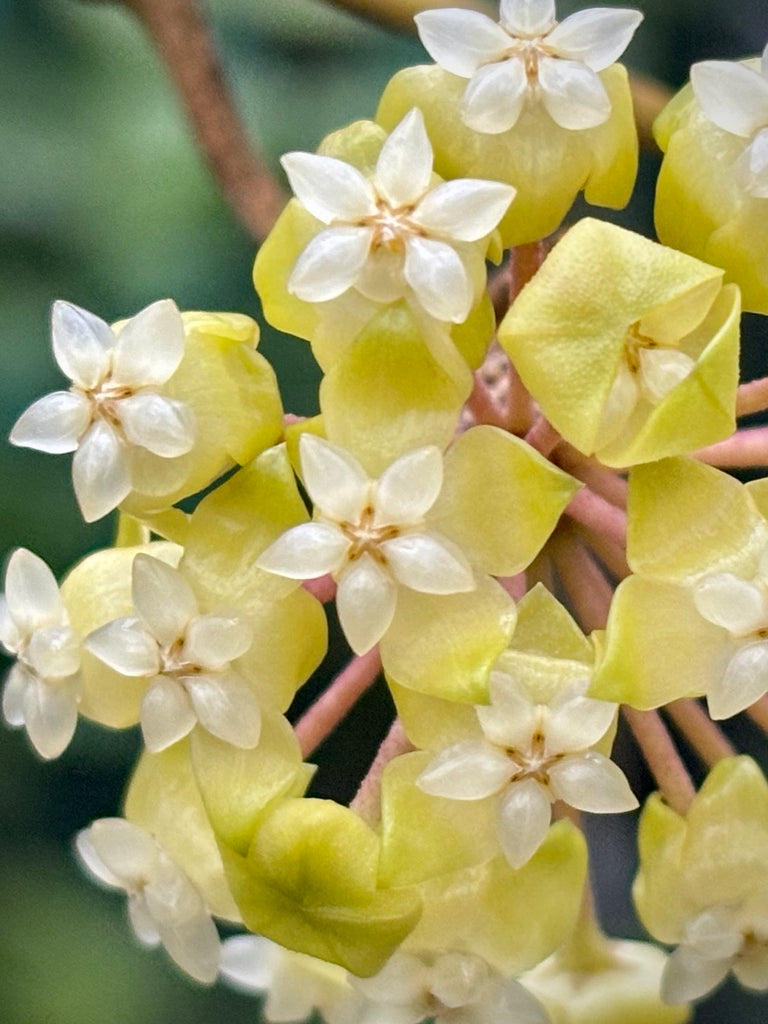 Hoya meredithii H174