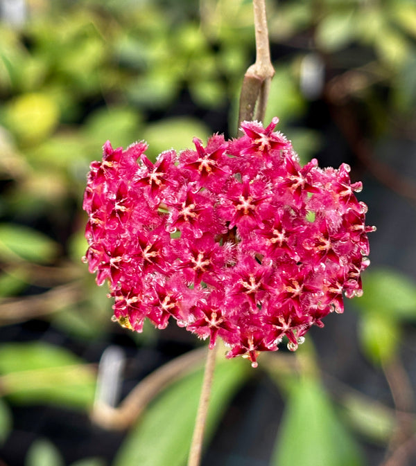 Hoya erythrostemma 'red' IML 1423 H58