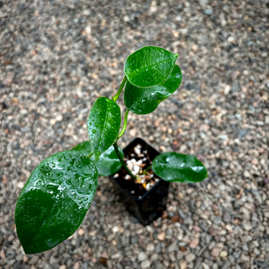 Hoya coronaria H114