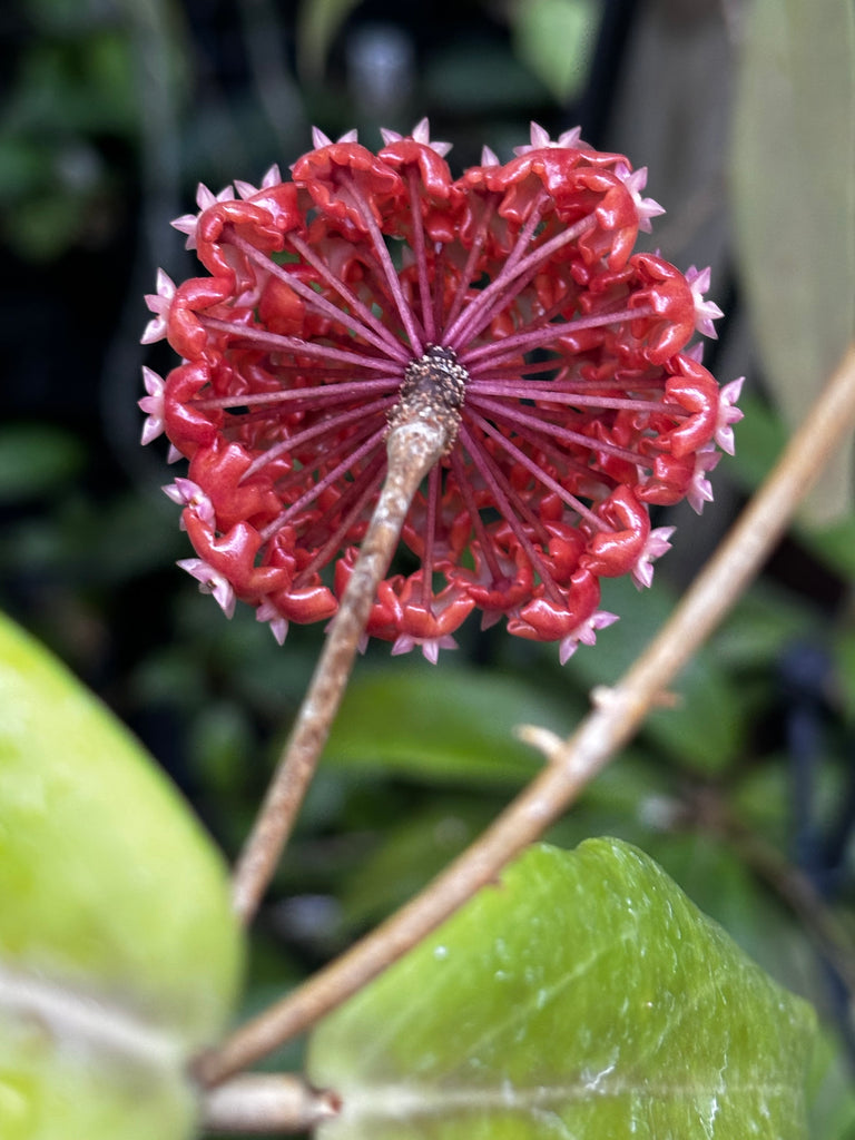 Hoya ilagiorum H183