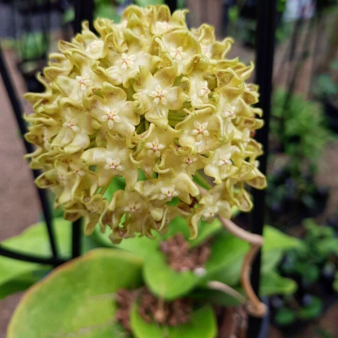 Hoya lambii H144