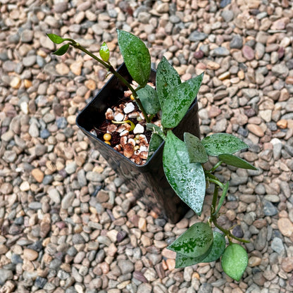 Hoya krohniana 'Eskimo' H370