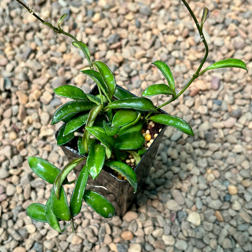 Hoya sp. Zambales H460