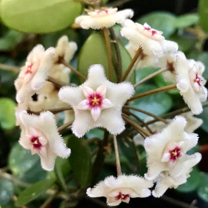 Hoya 'Mathilde' H266