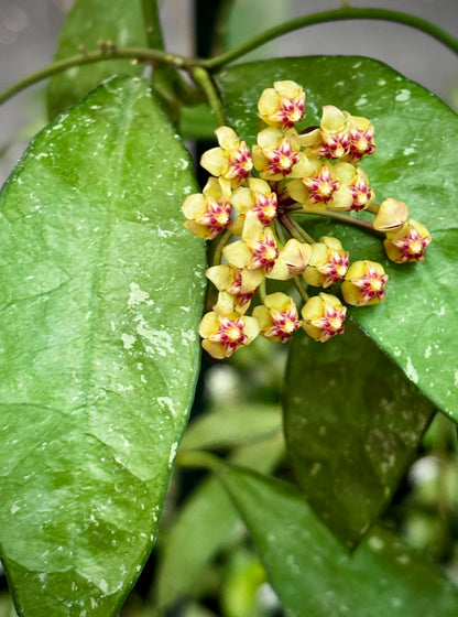 Hoya aff. plicata Malay Peninsula IML 1566 H313
