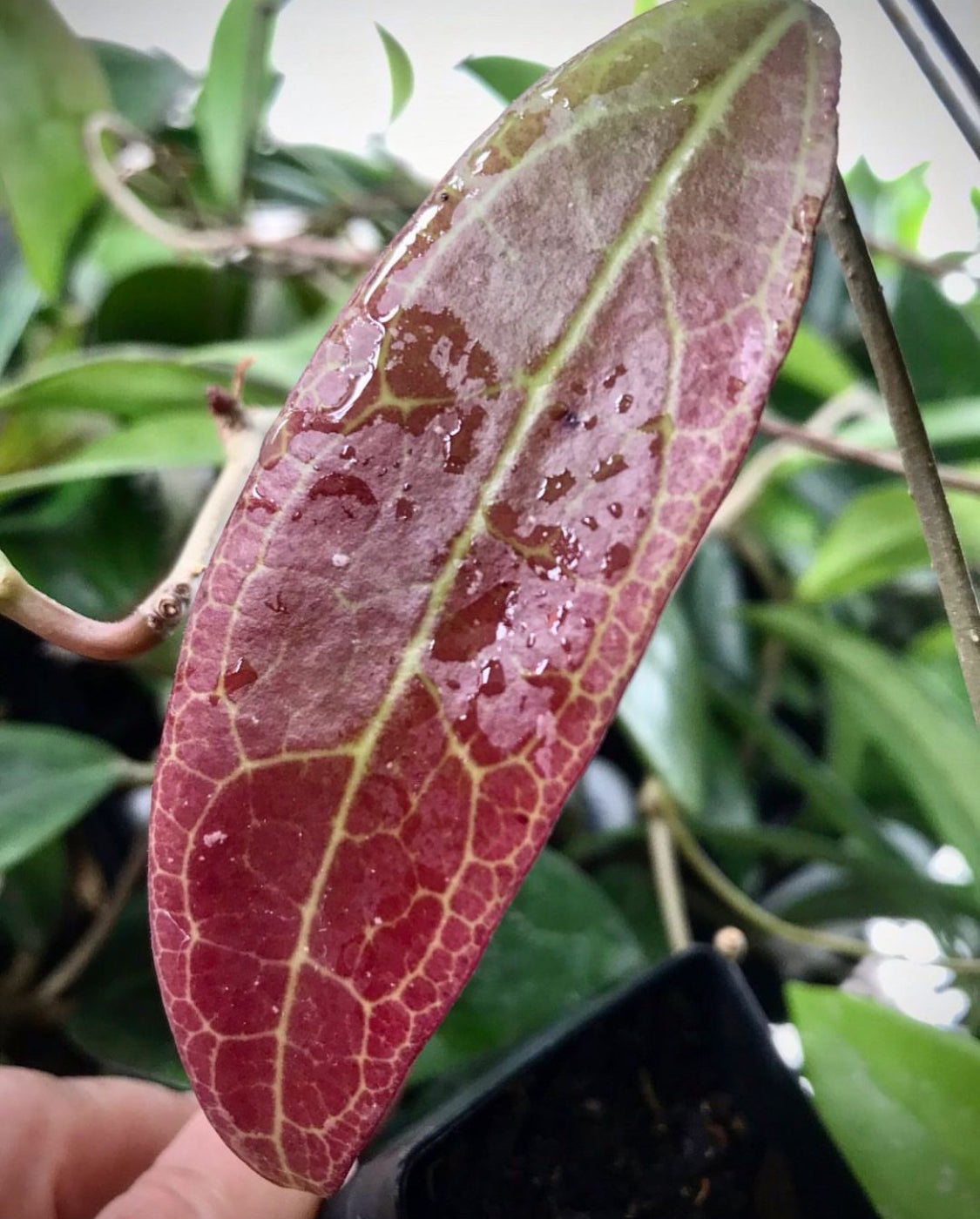 Hoya sp. IPPS8898  IML 1391 H119