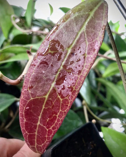 Hoya sp. IPPS8898  IML 1391 H119
