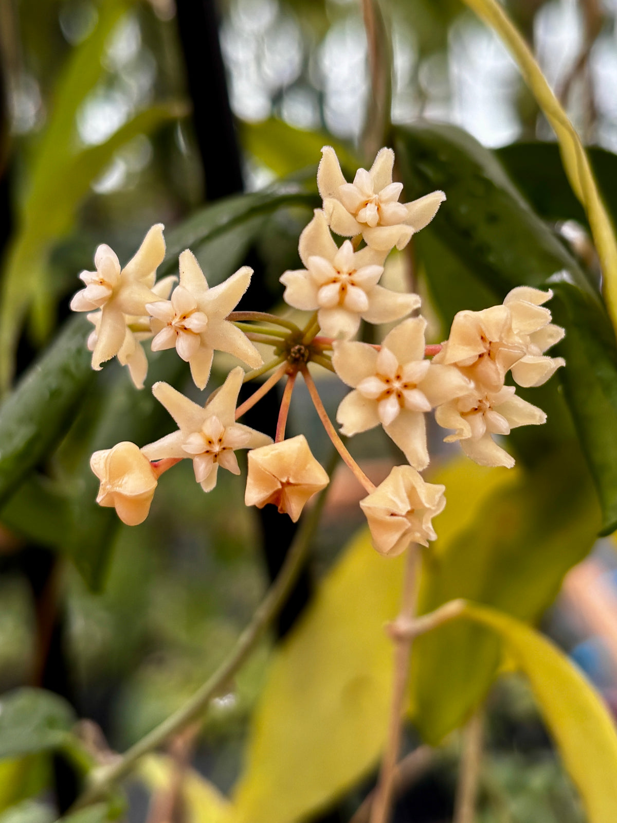 Hoya cagayanensis IML 1600 H279