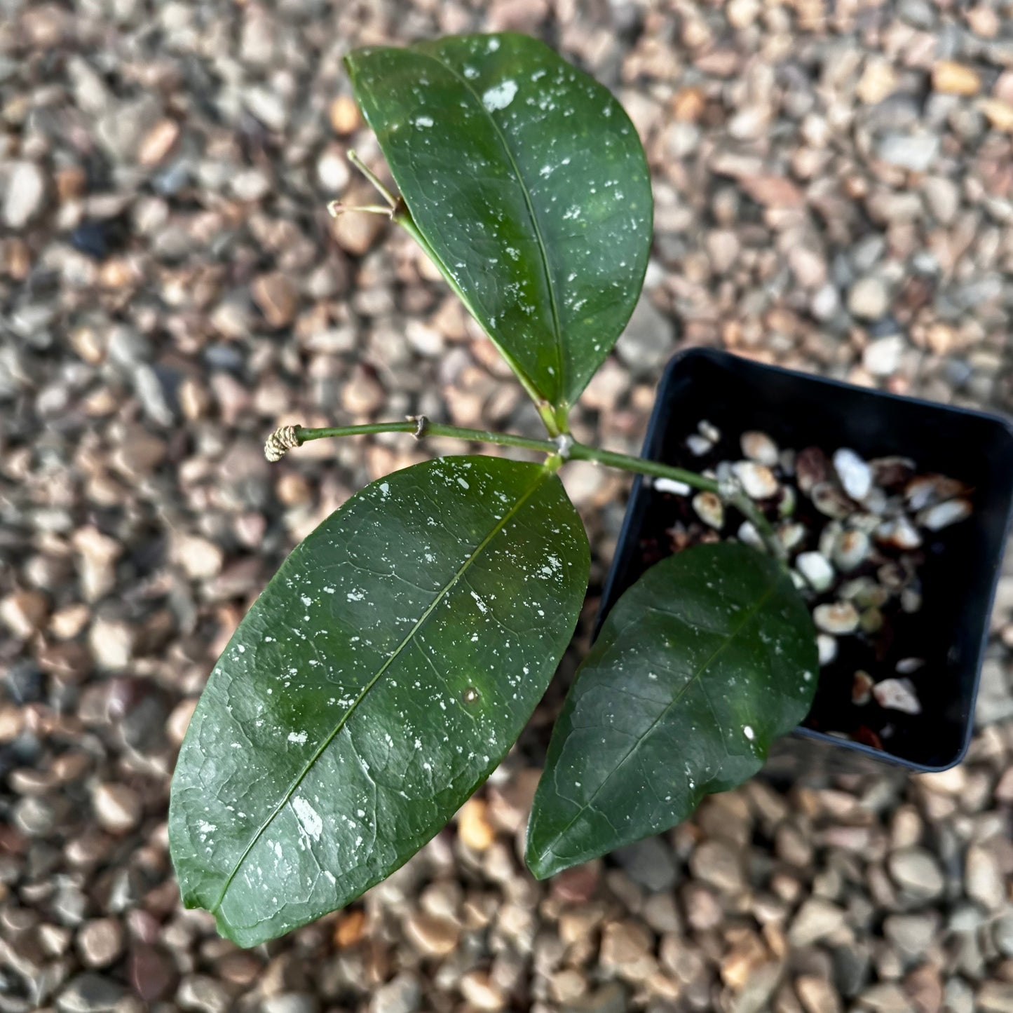 Hoya amicabilis H447