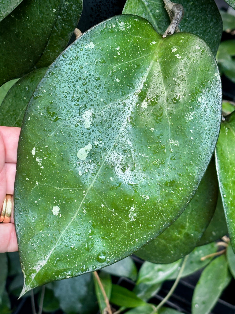 Hoya sp. Java IML 0452 H125