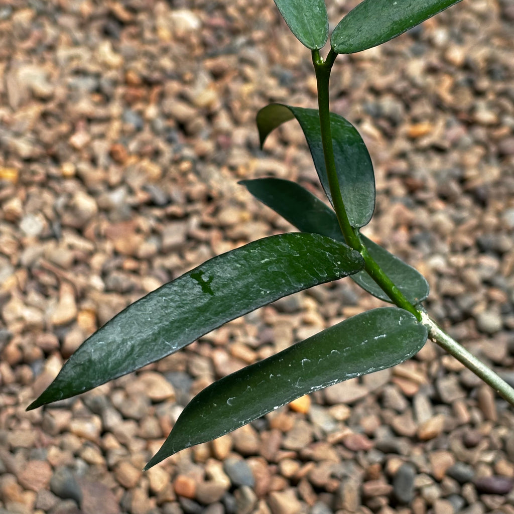 Hoya pandurata H441