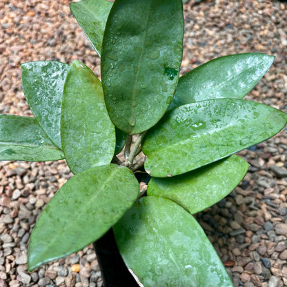 Hoya 'Silver Dollar' H484