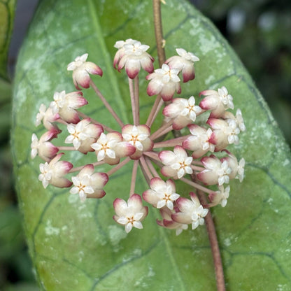 Hoya sp. Thailand IML 1398 H133