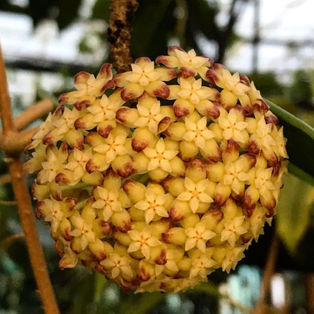 Hoya incrassata Philippines IML 0187 H35