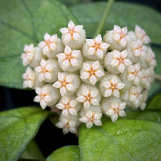 Hoya hainanensis H341