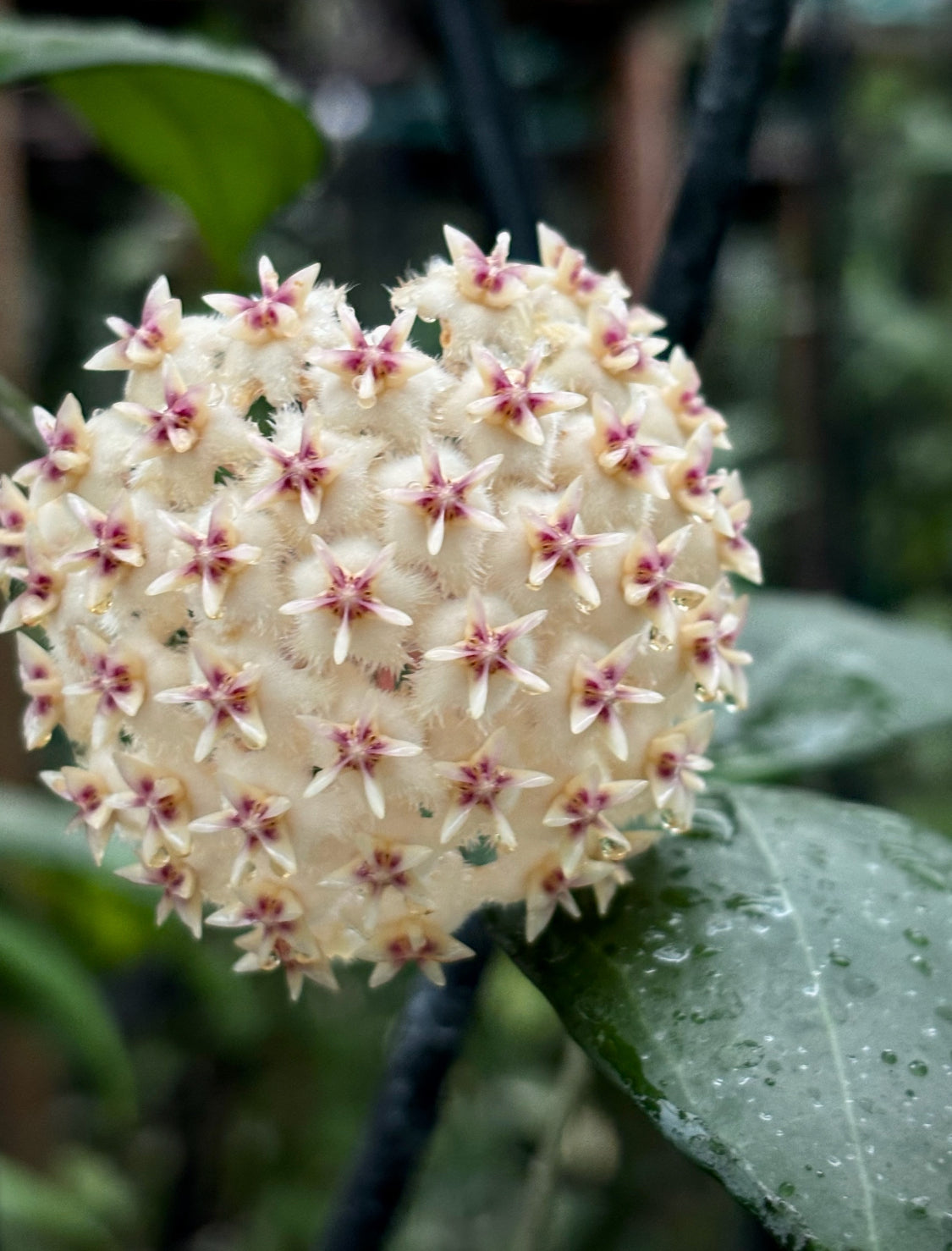 Hoya erythrostemma (white) IML 1428 H230