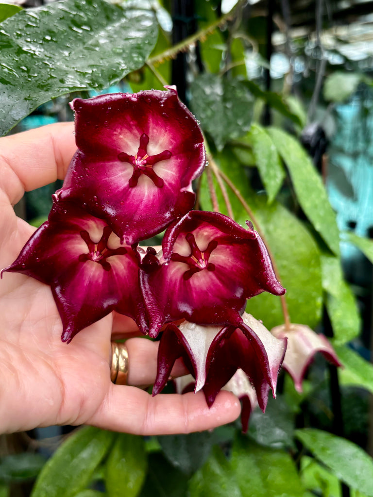 Hoya macgillivrayi H34