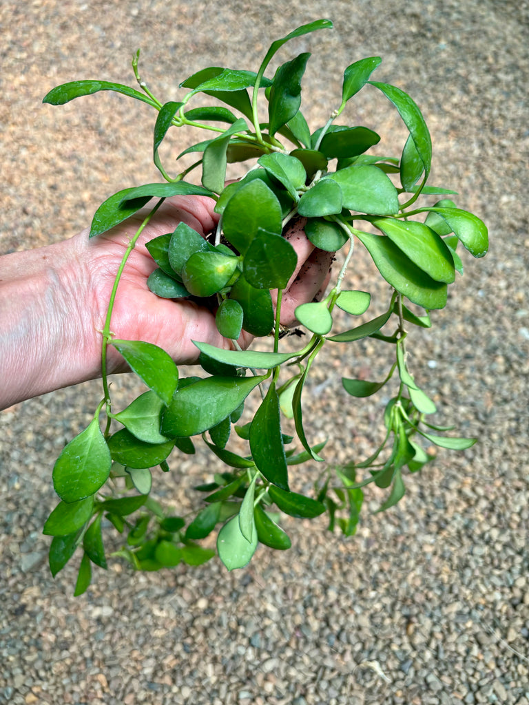 Hoya heuschkeliana H2