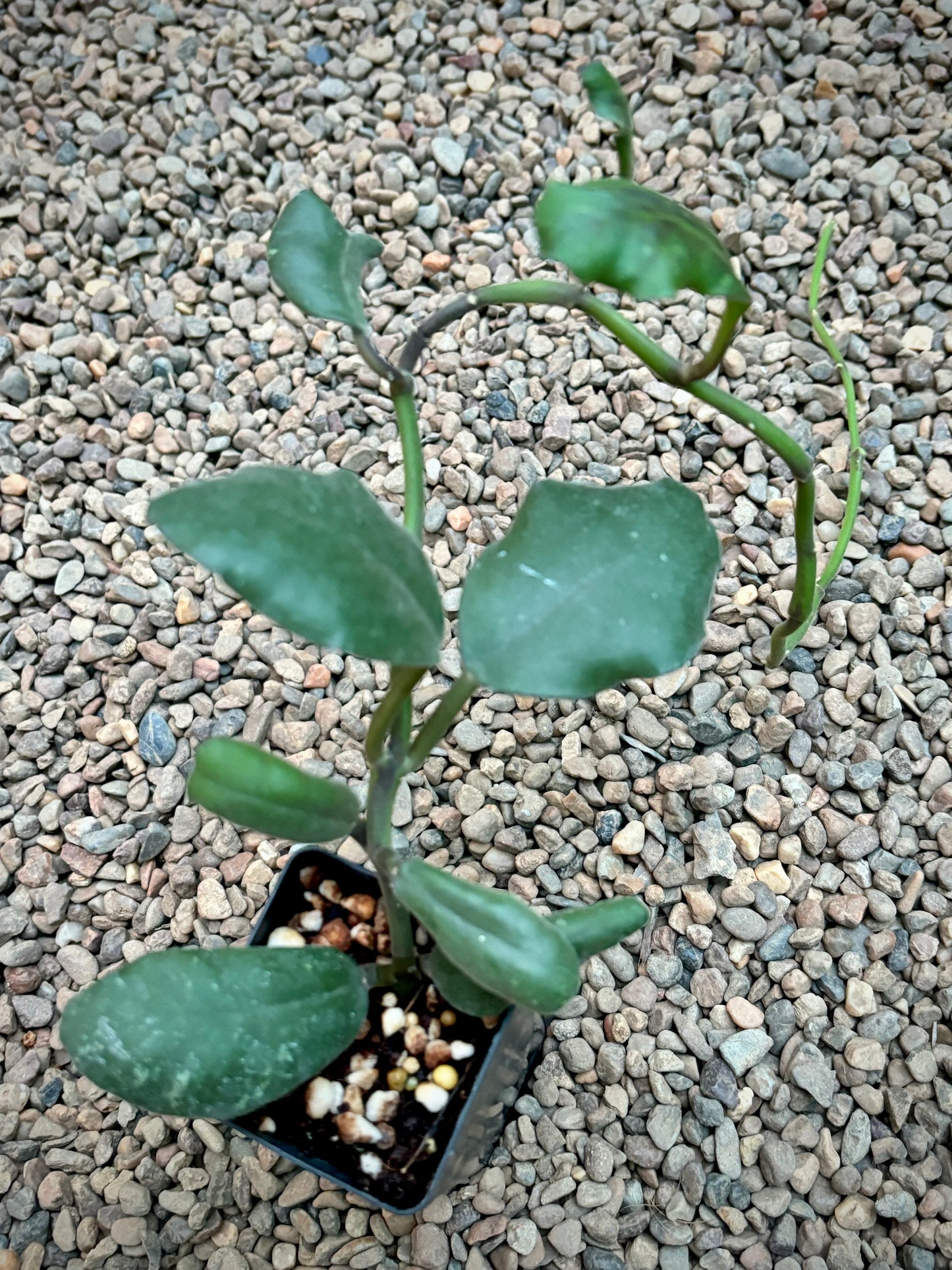Hoya waymaniae IML 1756 H90