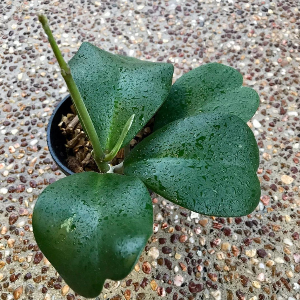 Hoya kerrii pubescent IML 0784 H105