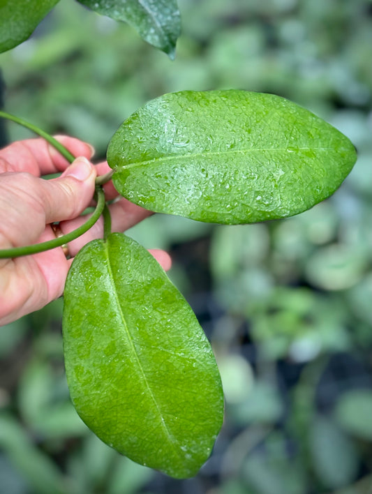 Hoya naumannii H143
