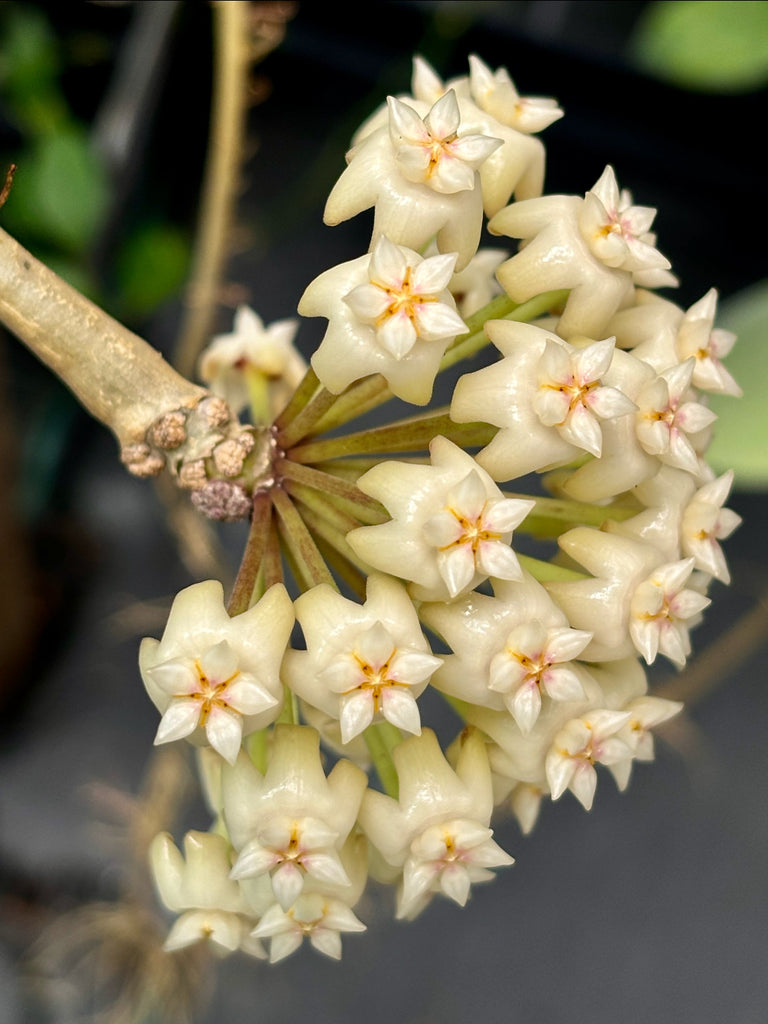 Hoya loyceandrewsiana H153