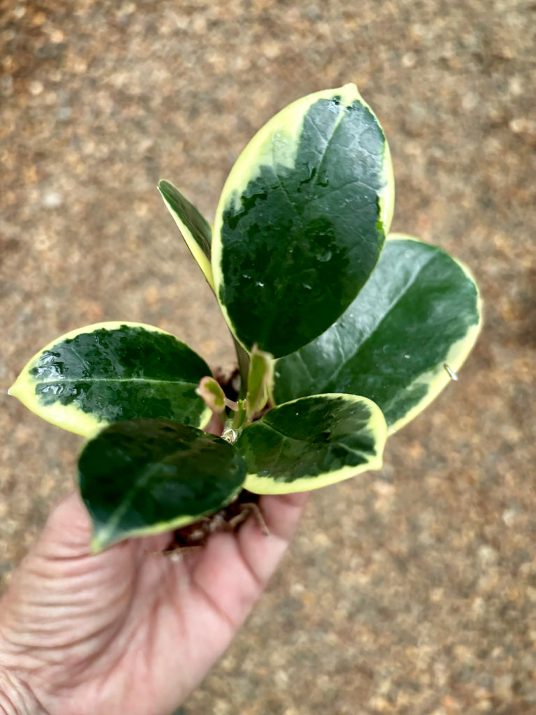 Hoya australis (albomarginata) H437