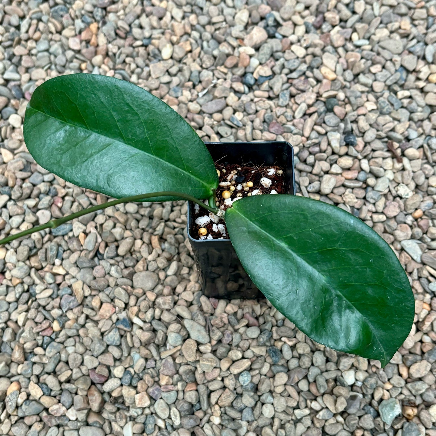 Hoya sp. NS05-056 Tufi PNG IML 1860 H359