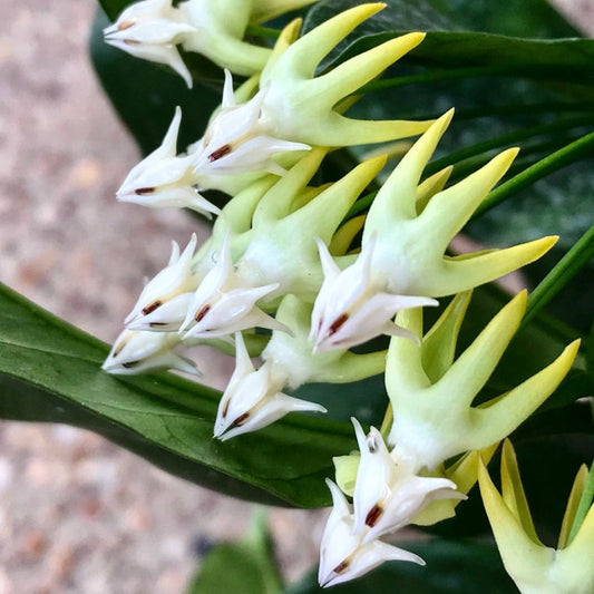 Hoya multiflora H16
