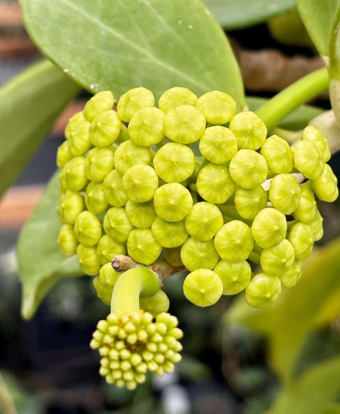 Hoya pachyclada IML 0523 H25