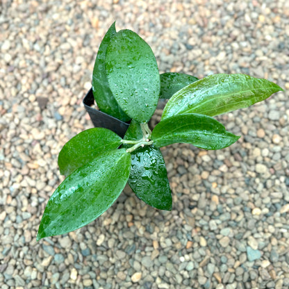 Hoya nicholsoniae Kuranda IML 0039 H72