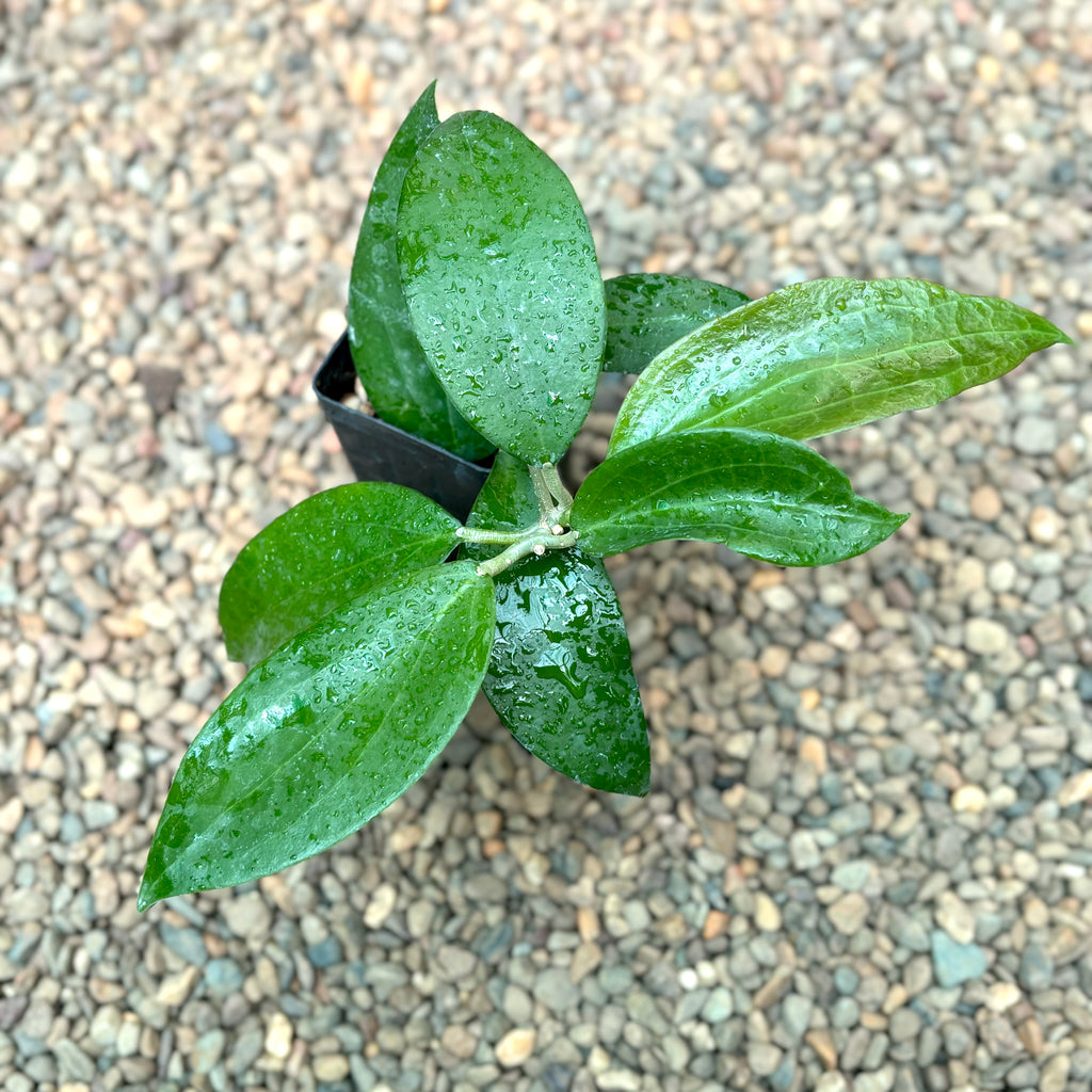 Hoya nicholsoniae Kuranda IML 0039 H72