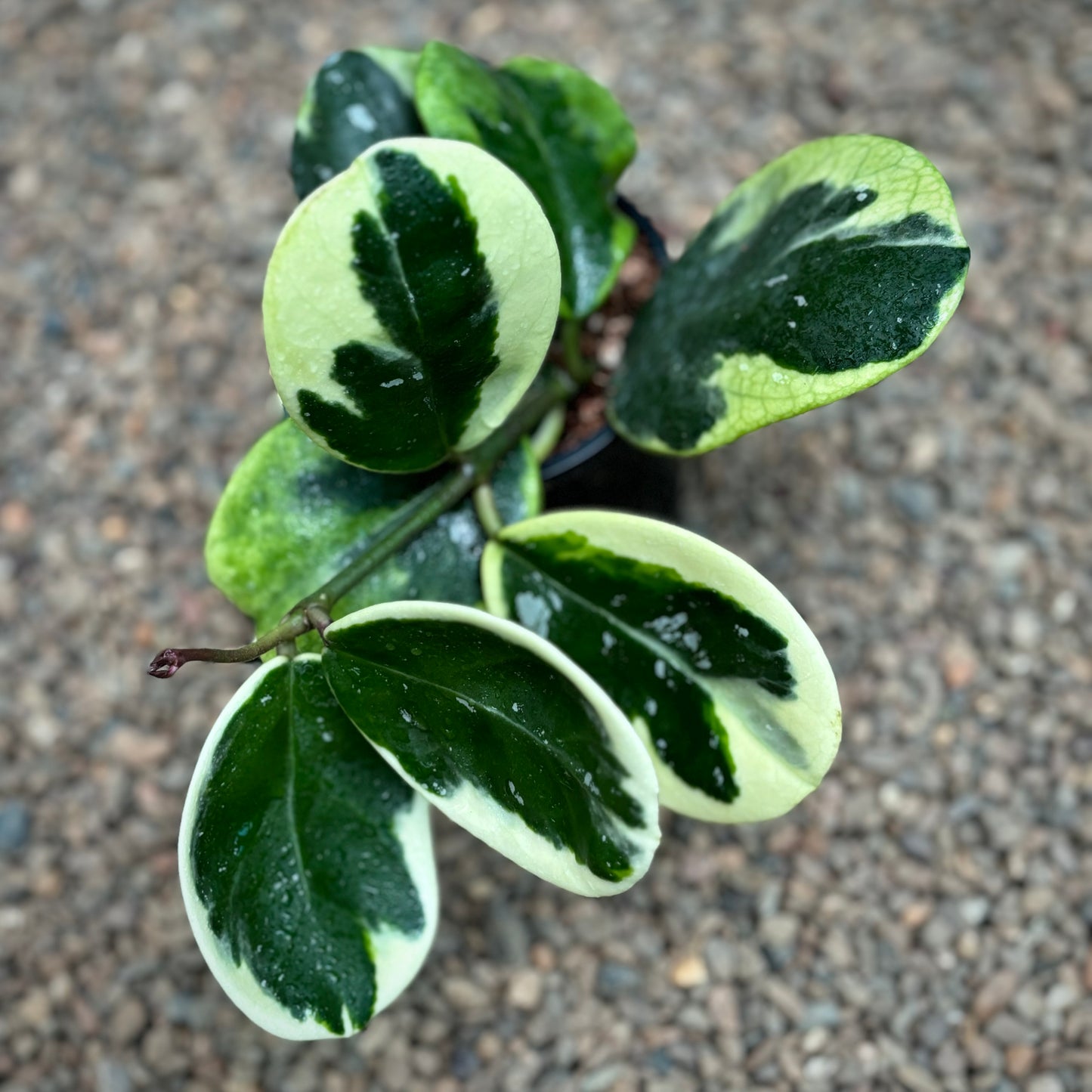 Hoya obovata (albomarginata) H456