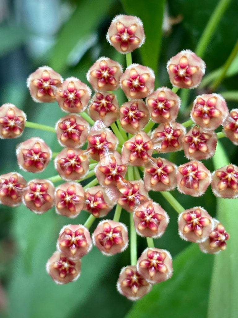 Hoya inconspicua H184