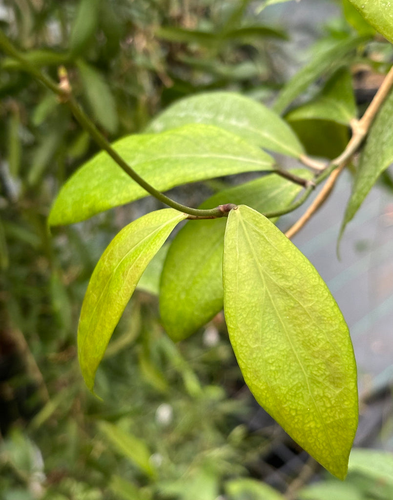 Hoya camphorifolia H147