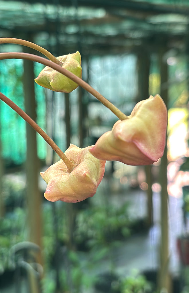 Hoya liddleana H263