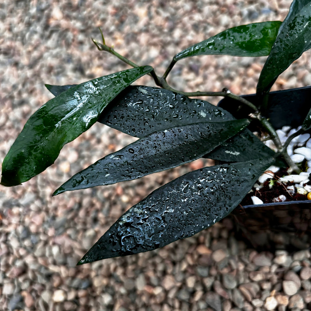 Hoya mirabilis (large leaf) H434