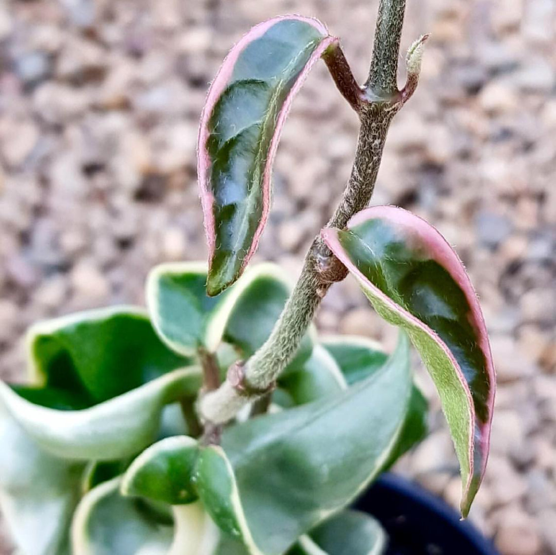 Hoya compacta Indian Rope - outside variegate H43