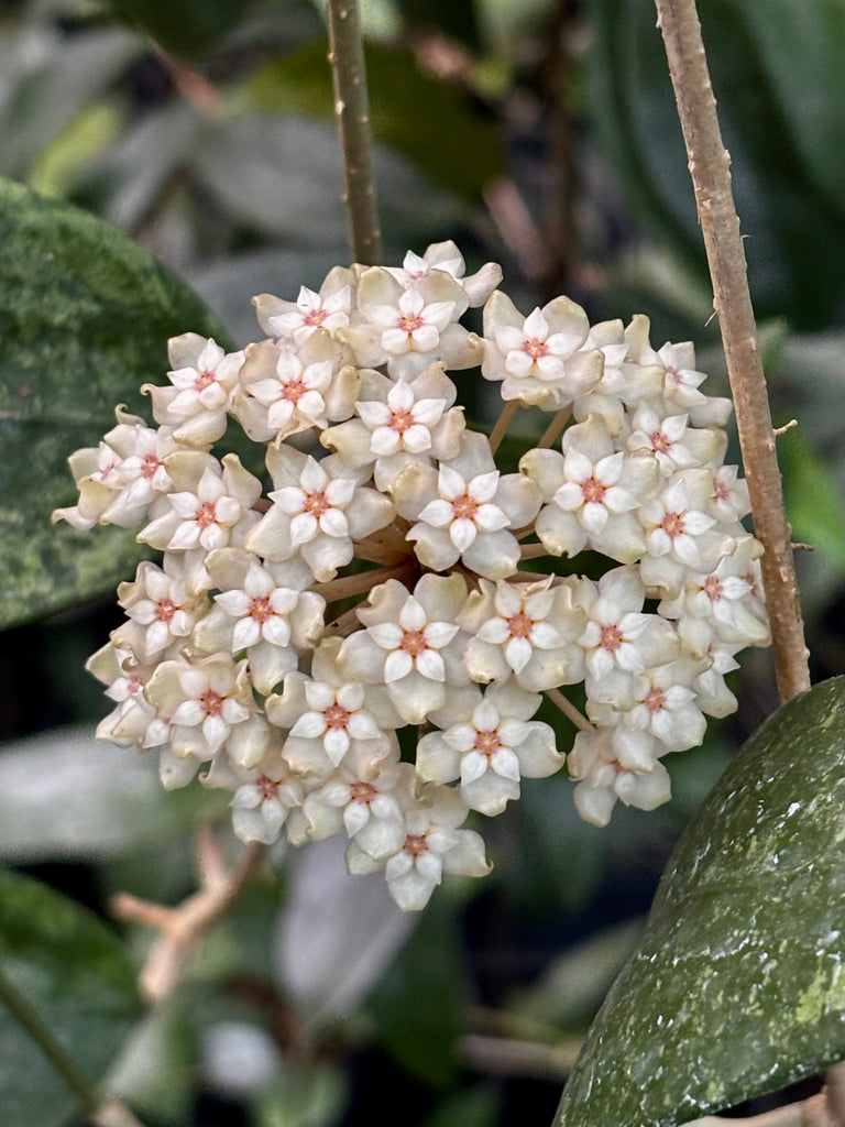 Hoya sp. Ko Chang Is. IML 1508 H127