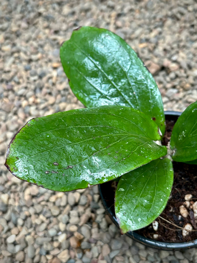 Hoya erythrina (purple) H468