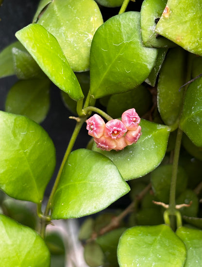 Hoya heuschkeliana H2