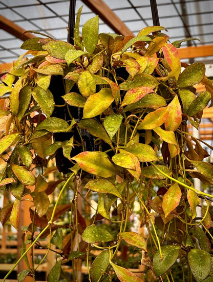 Hoya walliniana H30