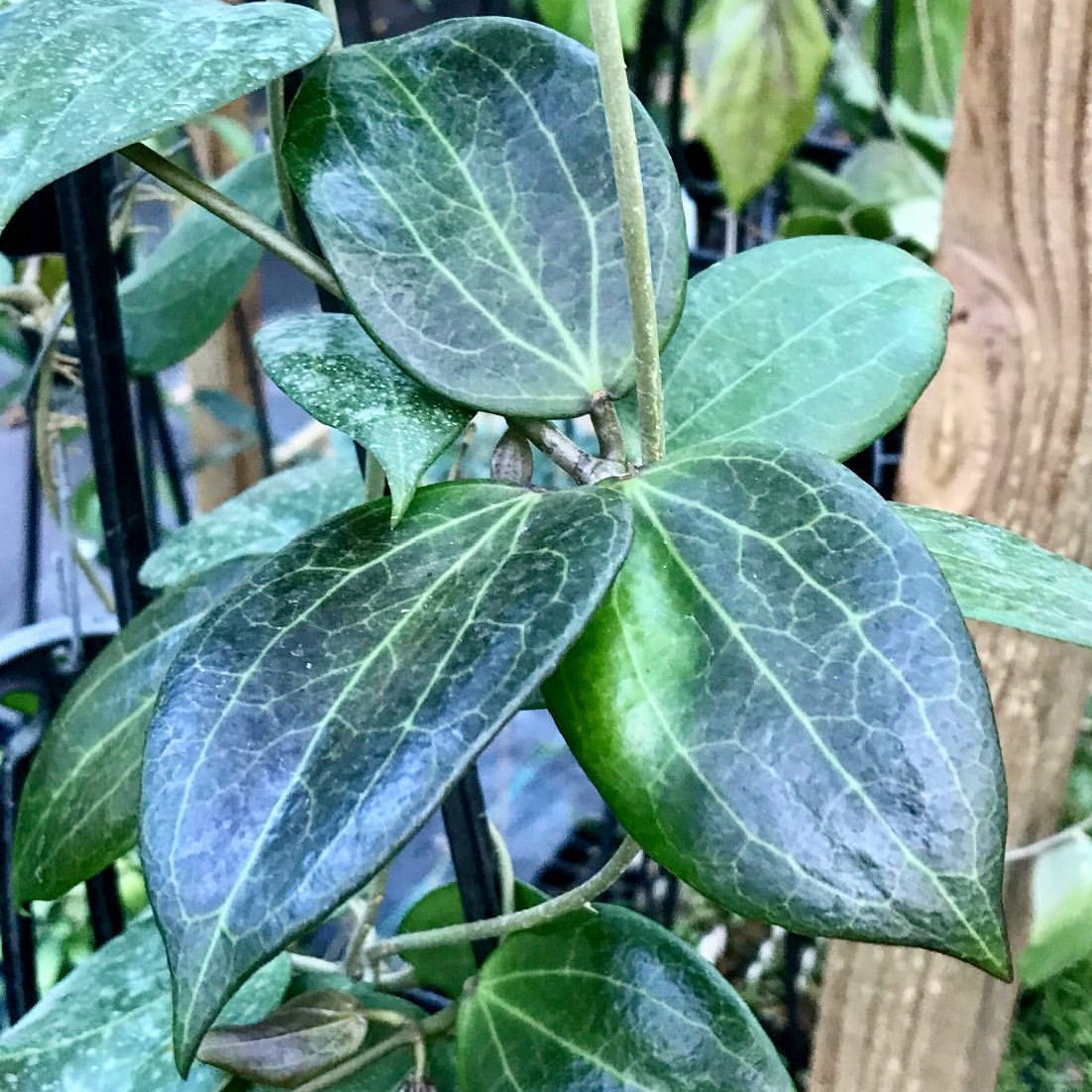 Hoya nicholsoniae Cooper's Ck. IML 0353 H255