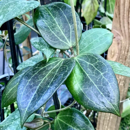 Hoya nicholsoniae Cooper's Ck. IML 0353 H255