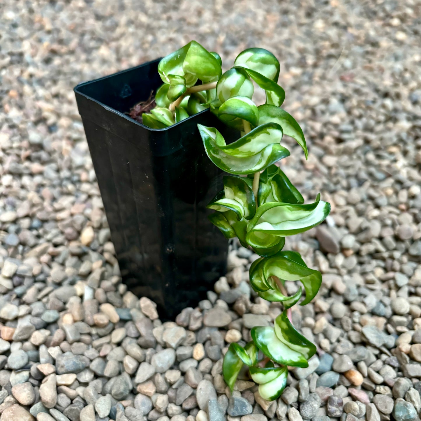 Hoya compacta Indian Rope - inside variegate H42