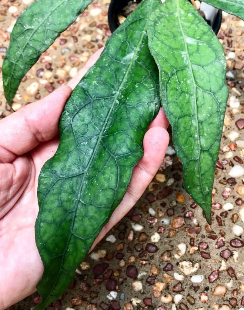 Hoya clemensiorum Sabah IML 1752 H161