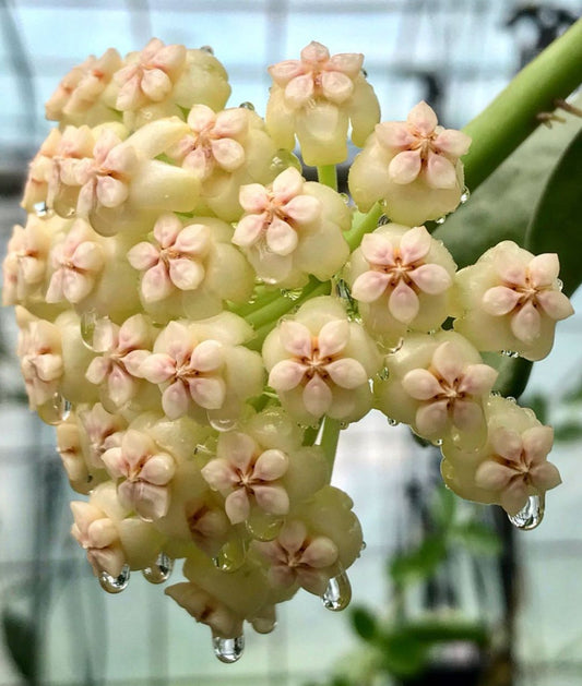 Hoya pachyclada IML 0523 H25