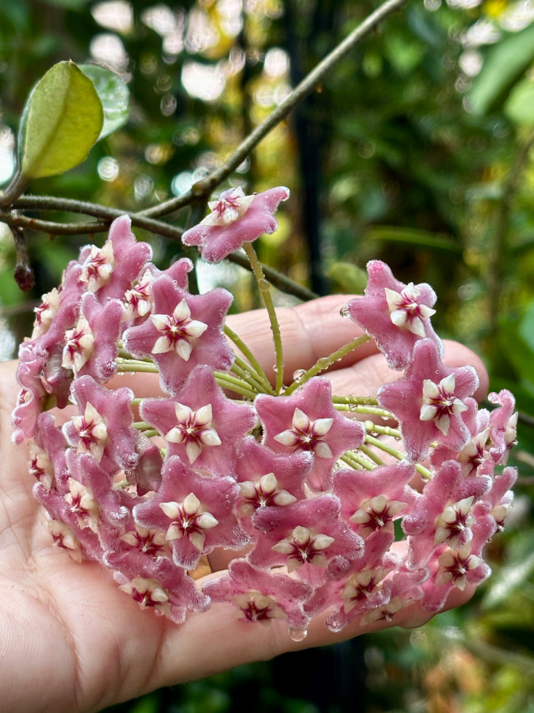 Hoya species 'Pink' H193